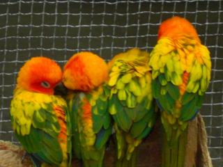 インコの仲間